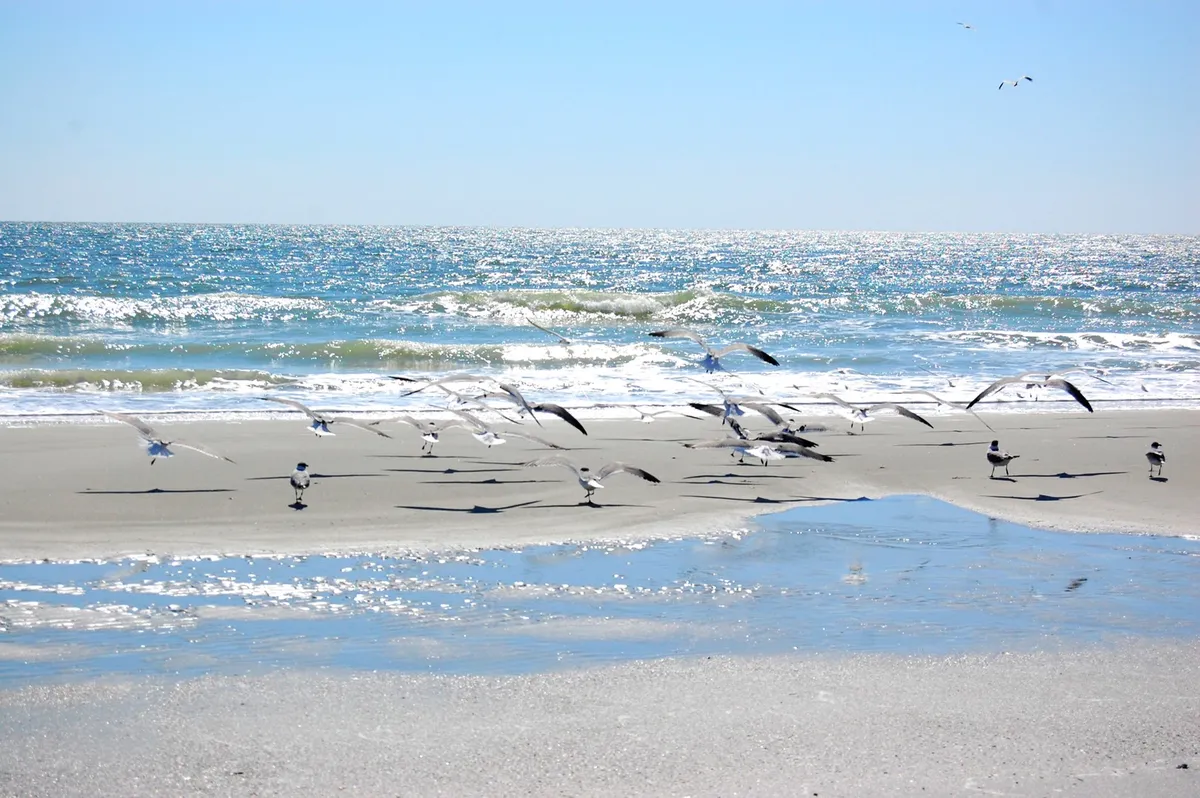 A tranquil beach scene with shimmering water, gentle waves, and seagulls dotting the shoreline. The sun glints off the ocean, evoking a serene and inviting coastal atmosphere perfect for swimming, sunbathing, or beachcombing.